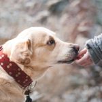 Elasyczność dla psiego komfortu – Regulowane legowiska dostosowane do zmieniających się potrzeb.