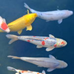 Wybór karpia koi z potencjałem: Na co zwracać uwagę podczas zakupu? (Conformation, Shitsu, Wzór)